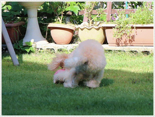 b0175688_22593668.gif