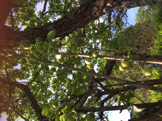 c0064389_650879.jpg