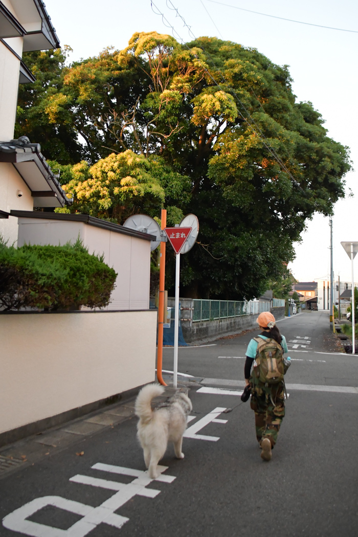 盛り沢山のお散歩だー (^o^)_c0049299_17454050.jpg