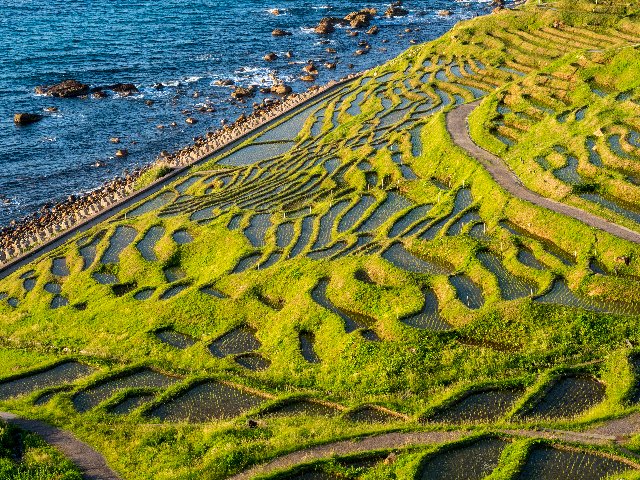 能登半島・白米千枚田を訪ねて～♪_c0008502_1665079.jpg