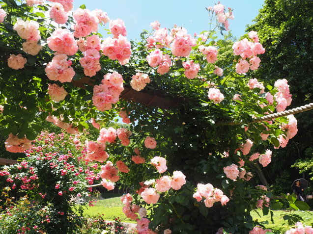 ハートをかたどる つるバラのアーチ 神戸布引ハーブ園 ハーブガイド ハーブ花ごよみ