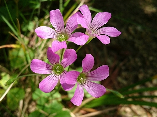 e0289203_14492822.jpg