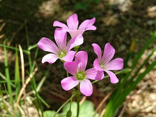 e0289203_14492874.jpg