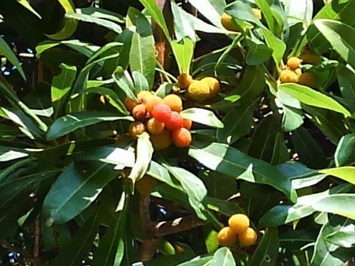 e0360409_16494704.jpg