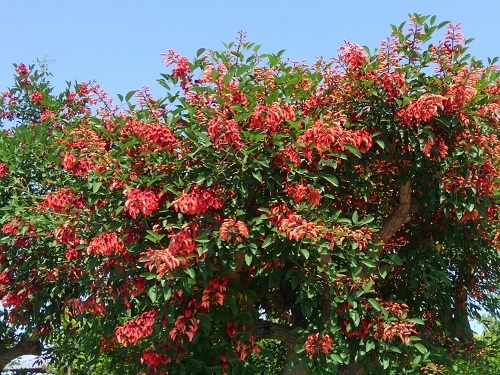 e0360409_16505768.jpg