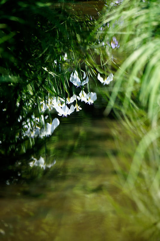 花菖蒲＠山田池公園_f0032011_21253141.jpg