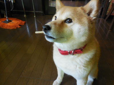6月4日(月) 晴天 23度_f0210811_11451103.jpg
