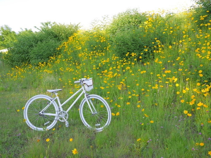 自転車と黄色い花_d0152818_18565437.jpg