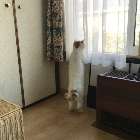 猫 立ち上がる 土筆の庭 猫 立ち上がる 土筆の庭