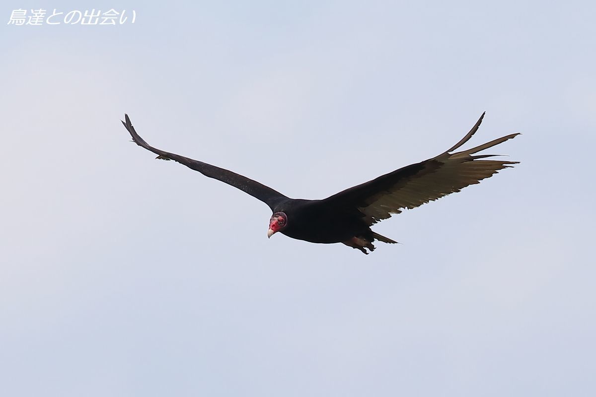 ヒメコンドルは飛んでいく El Condor Pasa ブログ鳥達との出会い ヒメコンドルは飛んでいく El Condor Pasa ブログ鳥達との出会い