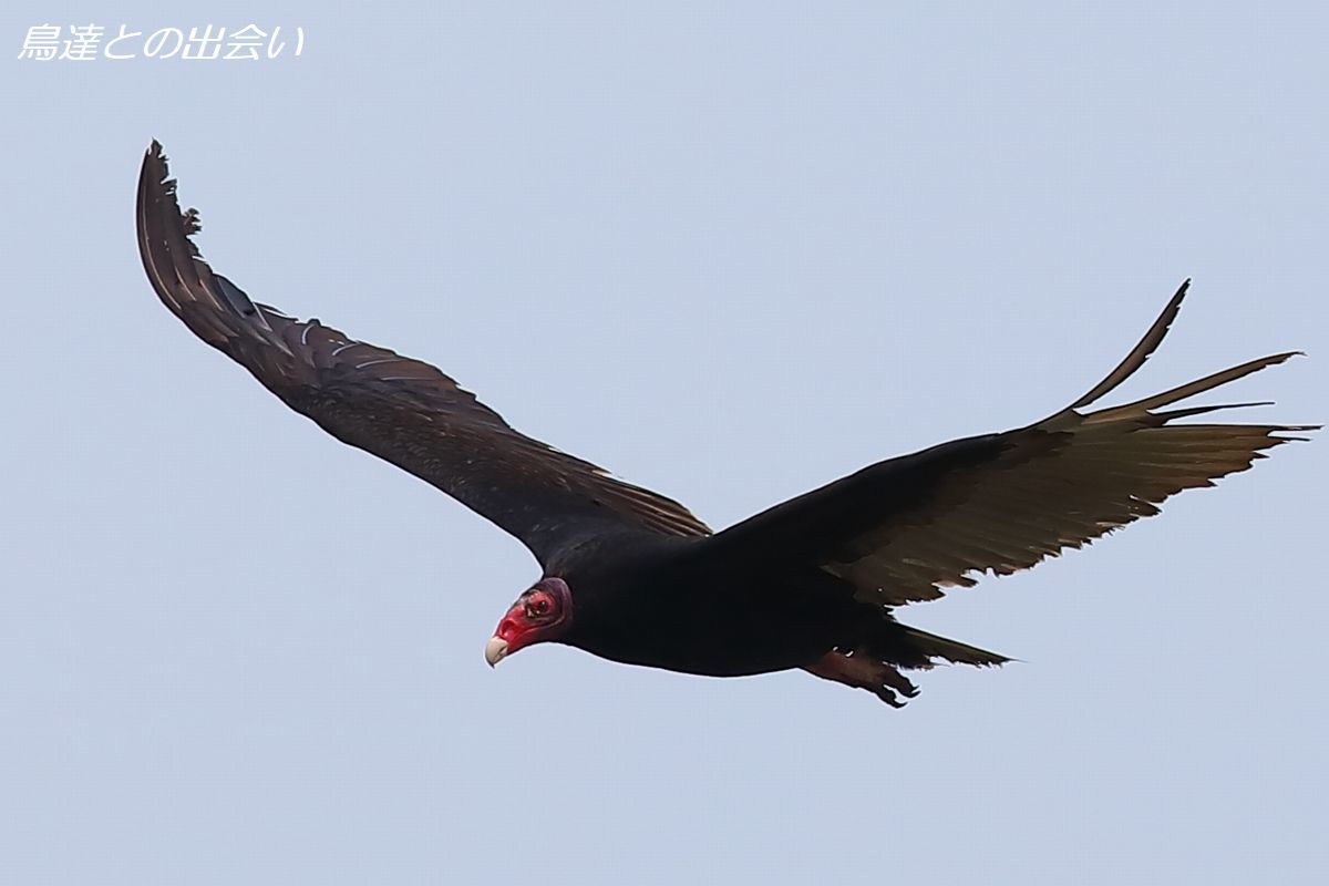 ヒメコンドルは飛んでいく El Condor Pasa ブログ鳥達との出会い ヒメコンドルは飛んでいく El Condor Pasa ブログ鳥達との出会い