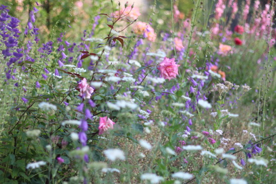 インスタ始めました 谷間の花畑