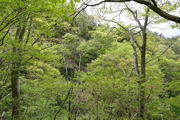 やはり何か発見のある山、九鬼山　その6_c0196928_06462287.jpg