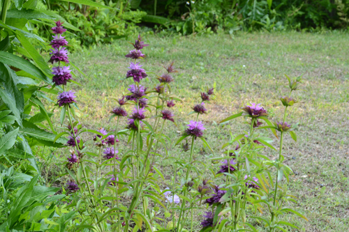 c0107129_21374492.jpg