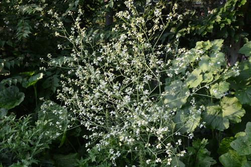 c0107129_21493725.jpg