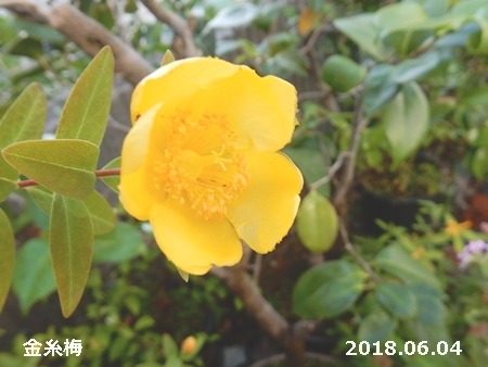 e0033229_18484725.jpg