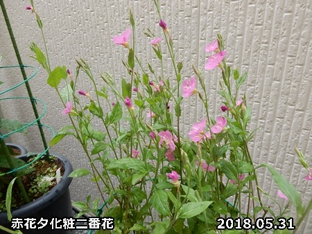 e0033229_198386.jpg