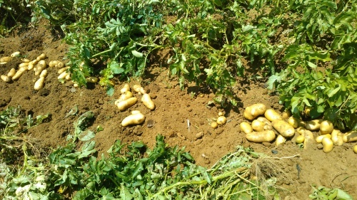 ジャガイモの収穫は 家庭菜園日記 すろーらいふ 茅ケ崎のはまちゃん 野菜つくり