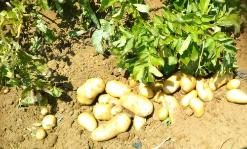 ジャガイモの収穫は 家庭菜園日記 すろーらいふ 茅ケ崎のはまちゃん 野菜つくり