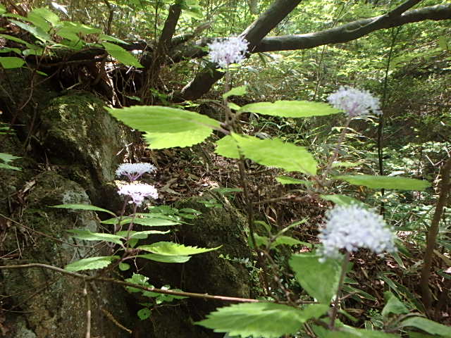f0334143_7432562.jpg