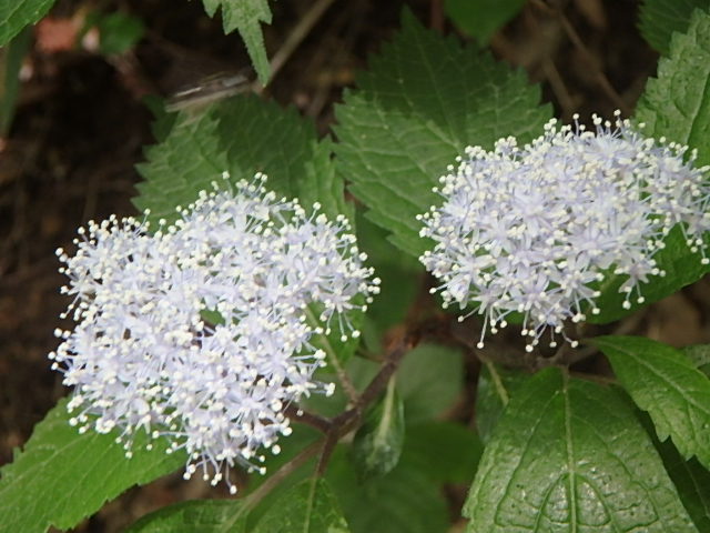 f0334143_7441692.jpg
