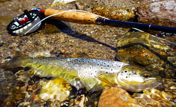 Fly Fisher On Lineの撮影取材と週末のTEALツアーin浜名湖のご報告_f0055244_11332074.jpg