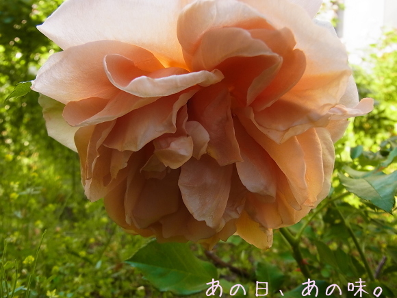 a0305046_08510772.jpg