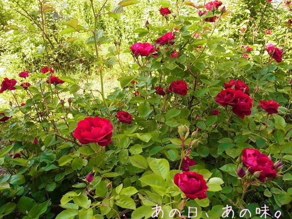 a0305046_08511259.jpg