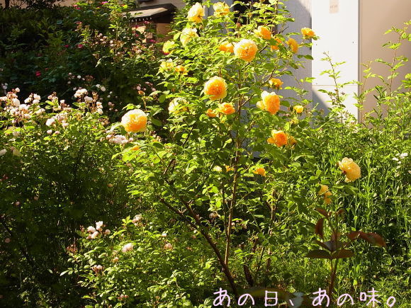 a0305046_08511627.jpg