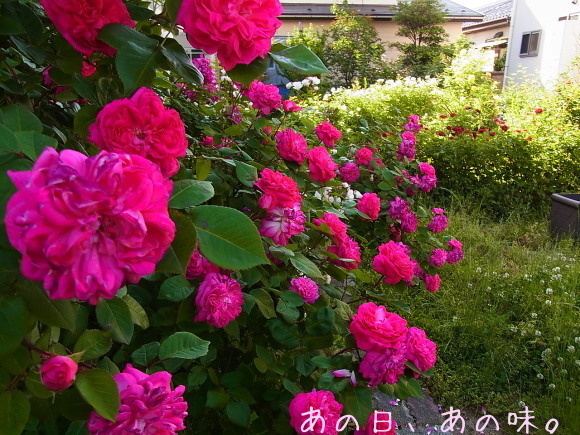 a0305046_08512668.jpg