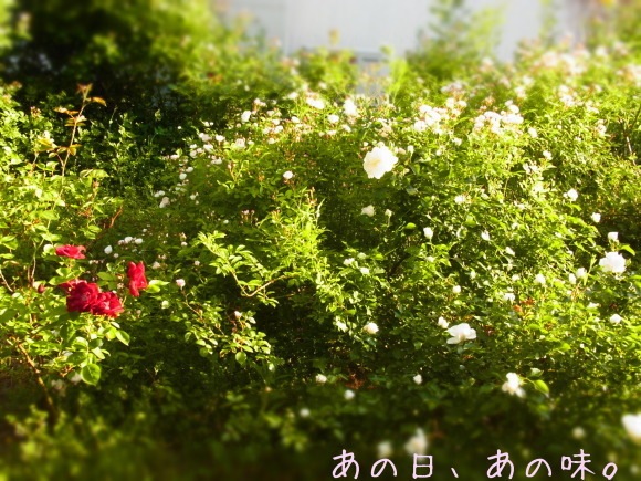 a0305046_08513569.jpg