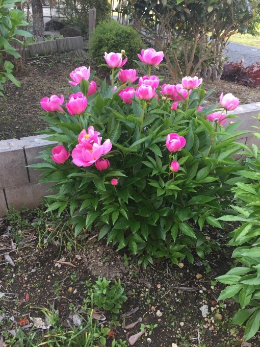 b0093660_11344338.jpeg