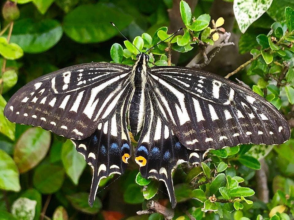 c0123363_11425259.jpg