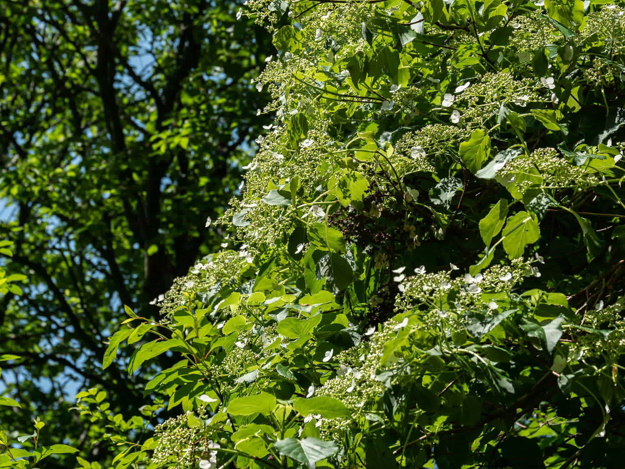 e0015567_18164486.jpg