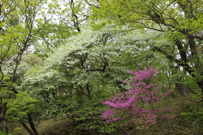 赤城山 ツツジ再訪 5 シロヤシオ 撮影日 18 5 31 Toshiさんのお気楽ブログ
