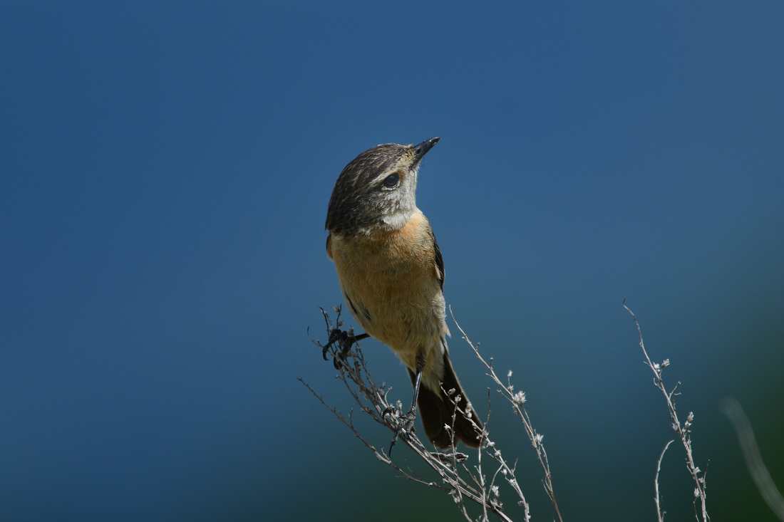 ノビタキ幼鳥 ホオアカ_f0053272_23064127.jpg