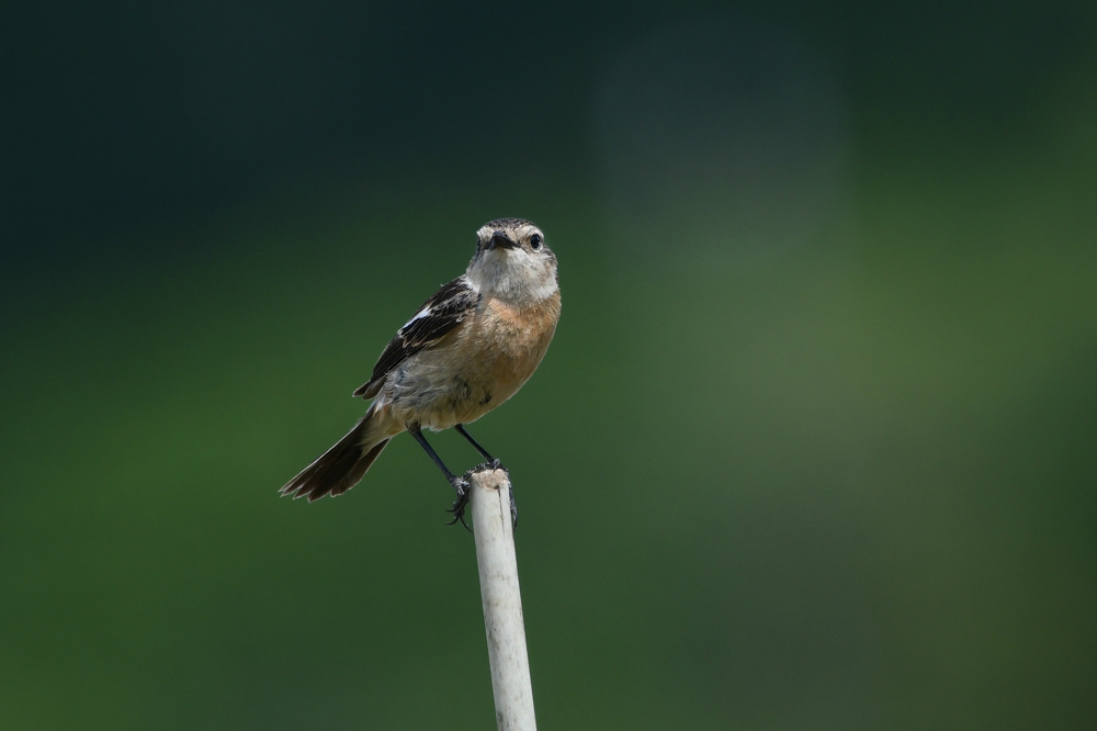 ノビタキ幼鳥 ホオアカ_f0053272_23172561.jpg