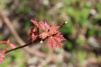 c0353373_20584517.jpg