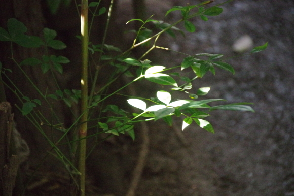 c0366973_08243244.jpg
