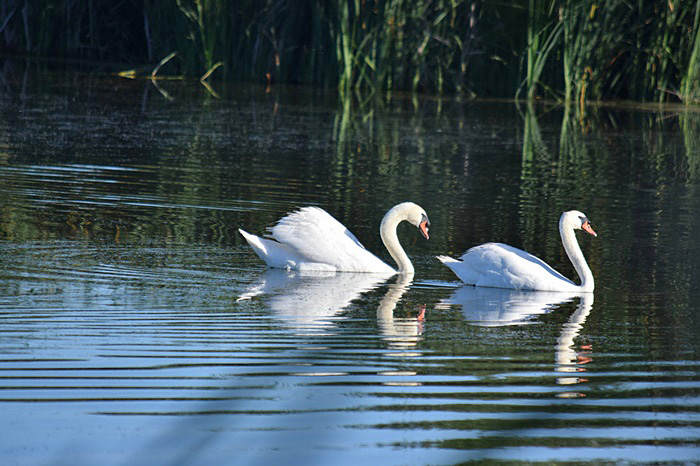 At Las Gallinas #1_b0369375_545620.jpg