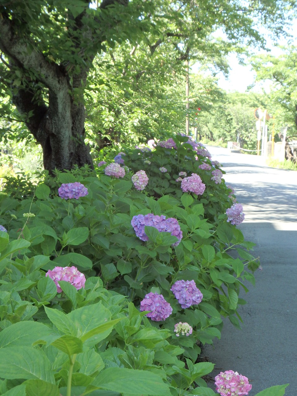 d0054276_20402569.jpg