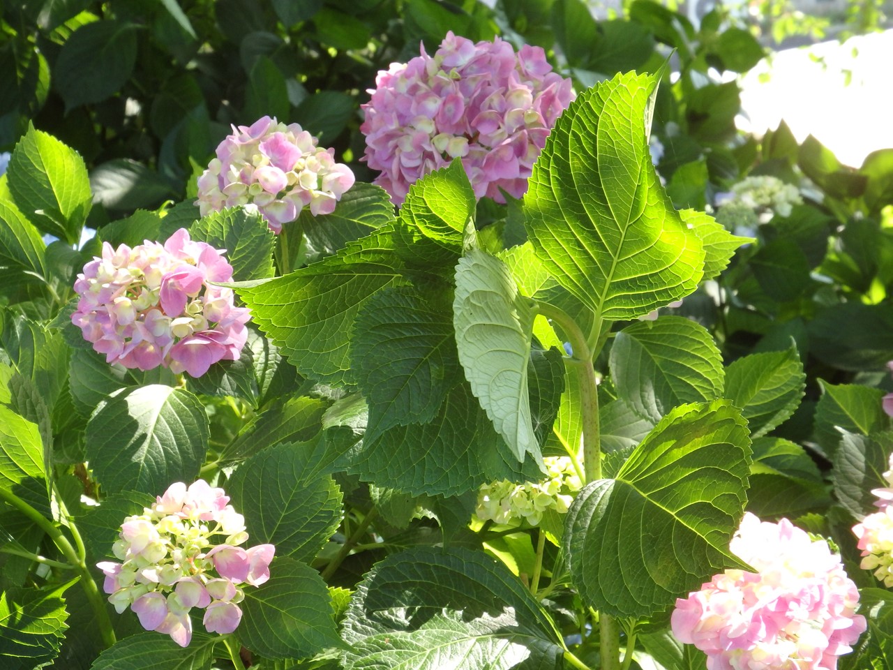 d0054276_2043071.jpg