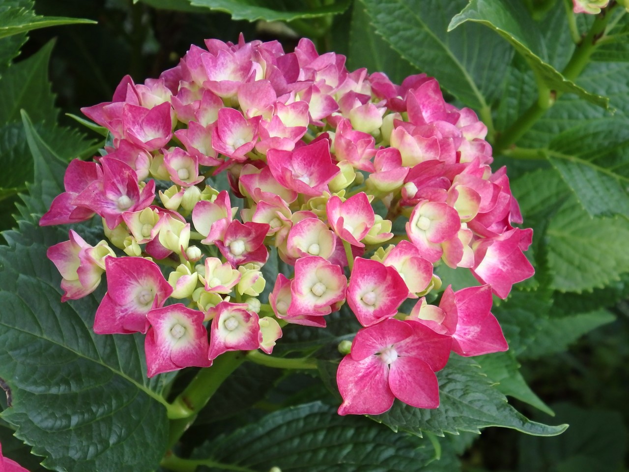 d0054276_20452100.jpg