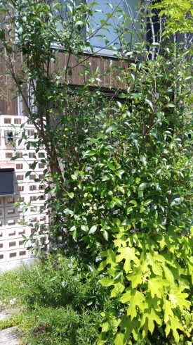 c0189681_10233145.jpg