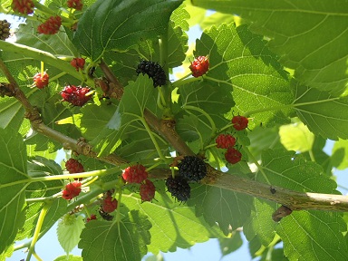 c0187298_203811.jpg