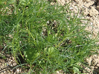c0187298_2095286.jpg