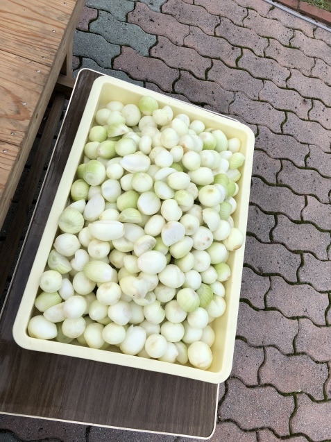 星空マテ貝コンサートin出水市高尾野町 にこにこクラリネット かわバタ子の部屋 星空マテ貝コンサートin出水市高尾野町 にこにこクラリネット かわバタ子の部屋