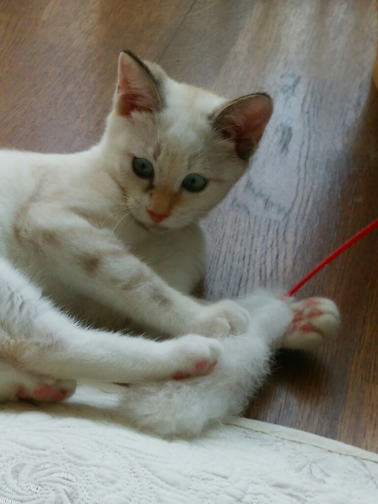 明日は誕生日…ノバだらけ①_f0255704_11453638.jpg