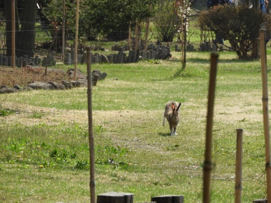 2018.4.22　弘前公園探鳥会_e0327805_15133183.jpg