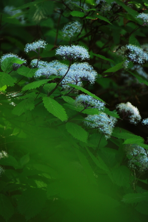 a0251508_11413778.jpg